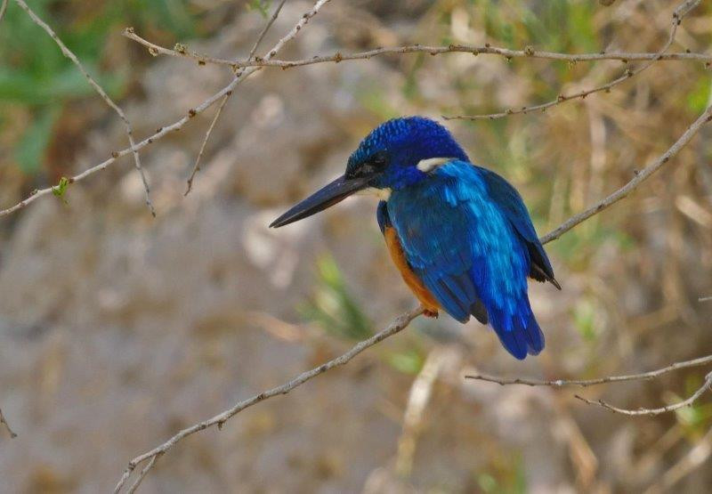 The small streams flowing into the Jemma River are a good place to look for Half-collared Kingfisher.